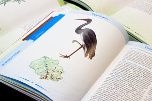 ������������� ����������� ������� �������