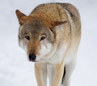 ������������� ����������� ������� �������