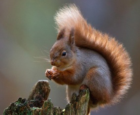 ������������� ����������� ������� �������